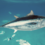 Best Places to Fish for Tuna