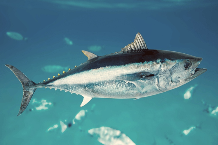 Best Places to Fish for Tuna